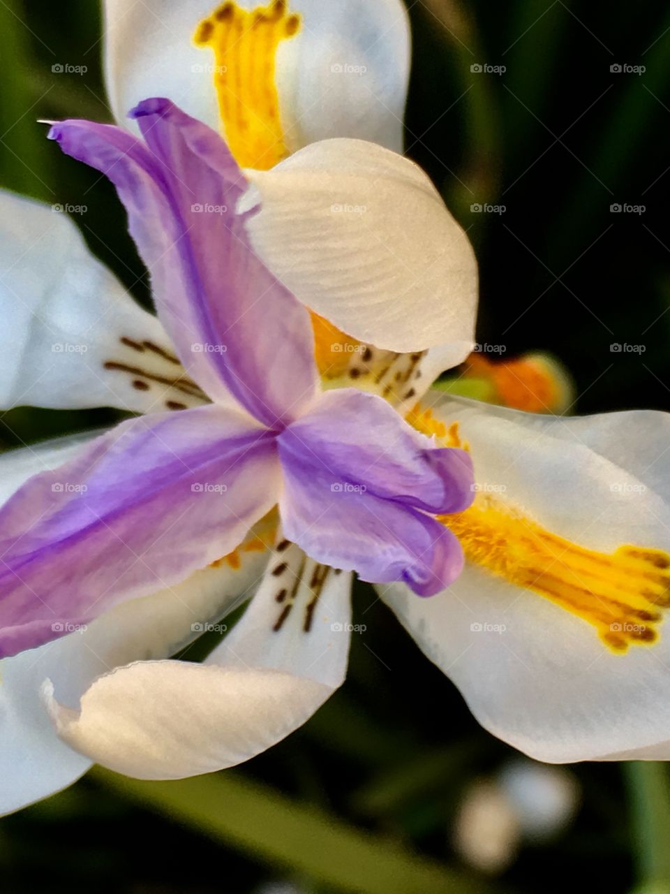 Japanese iris 