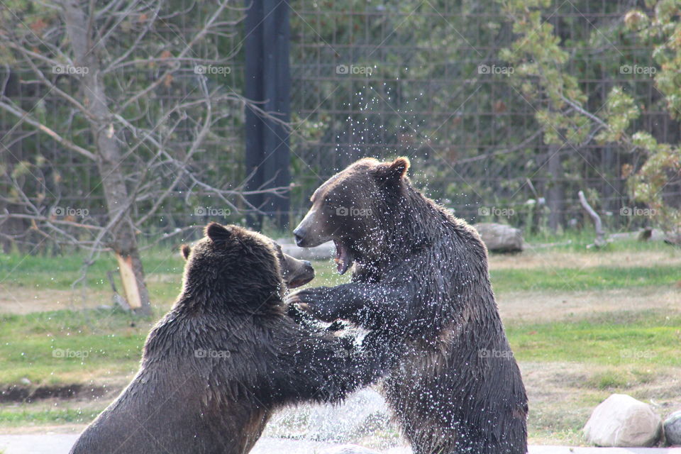 Two brother bears playing in water... Not exactly something you see every day.