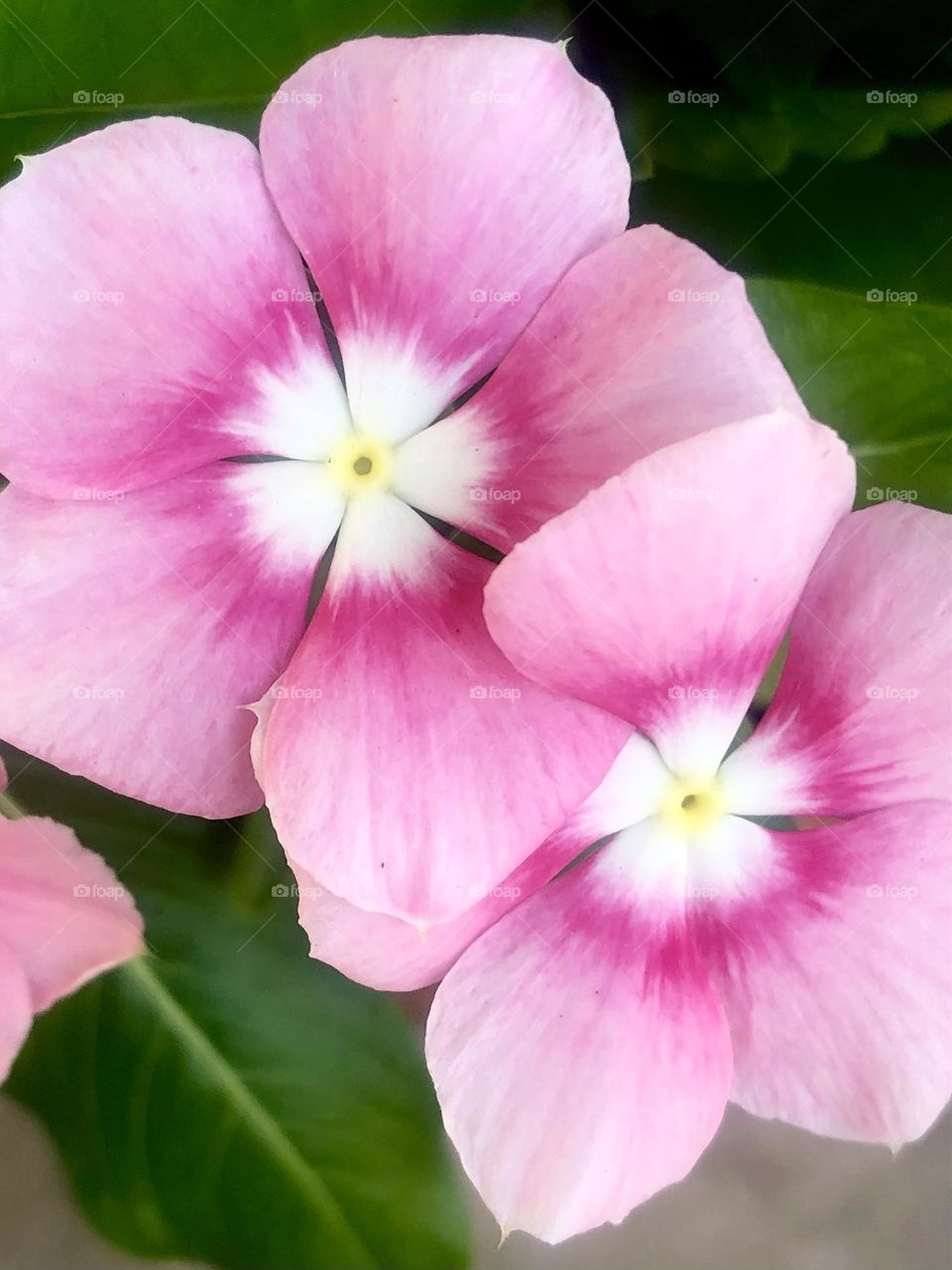 Closeup of pretty in pink flowers growing down at the bay house in Texas. 