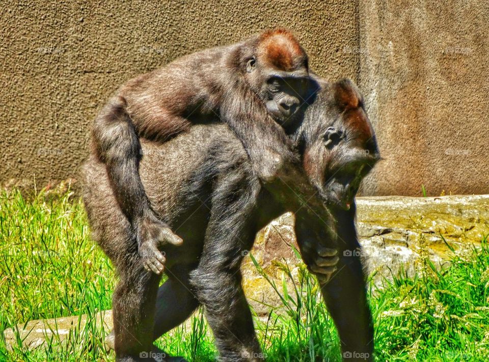 Gorilla mother giving a piggyback ride