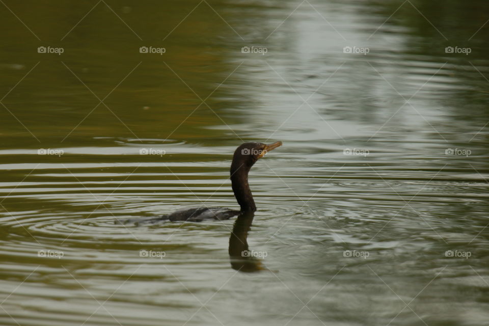 Neotropic Cormorant