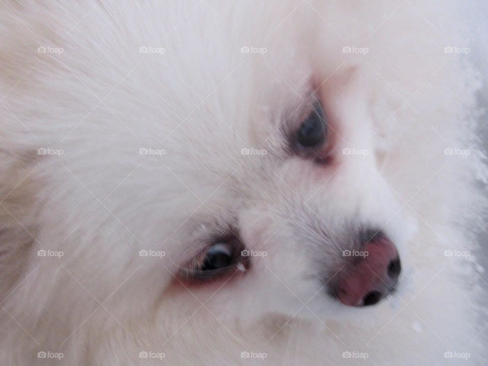 my favorite dog, my spitz, winter, snow, winter walk, frost,