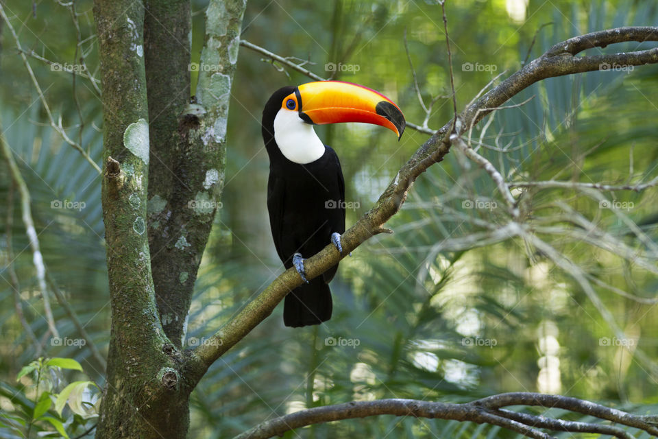 Toco Toucan.