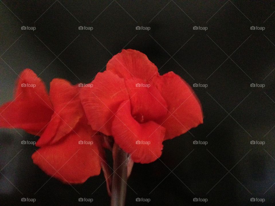 Red flower