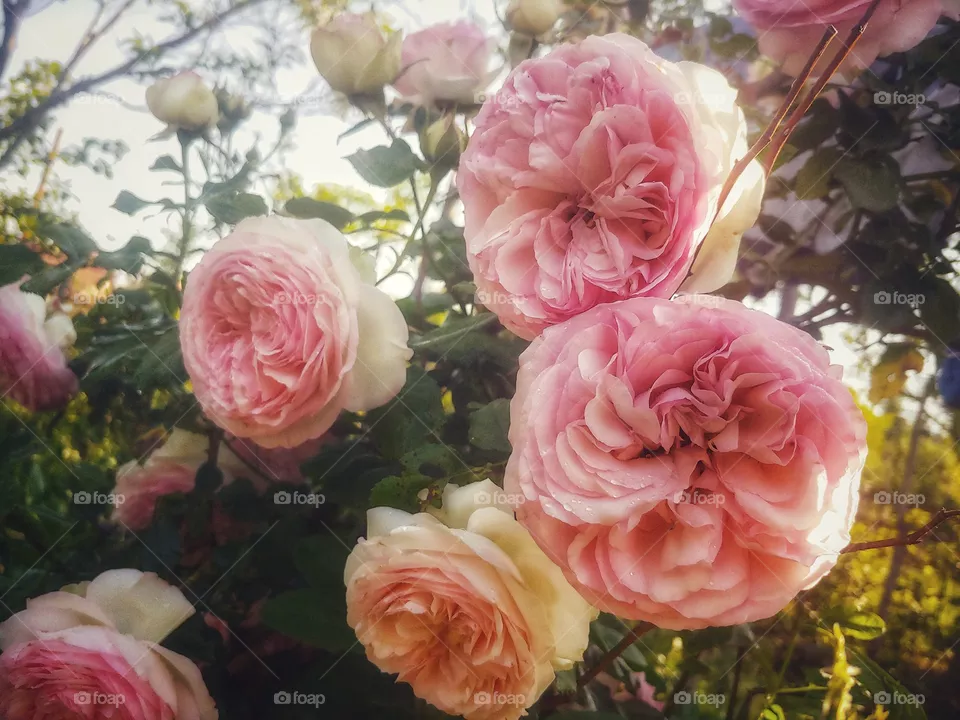 Amazing roses from my own garden😁