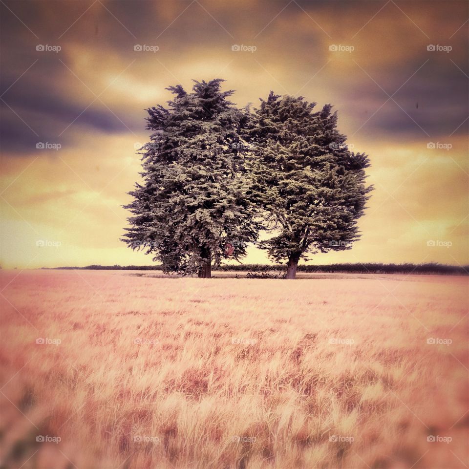 Yew trees in farm field