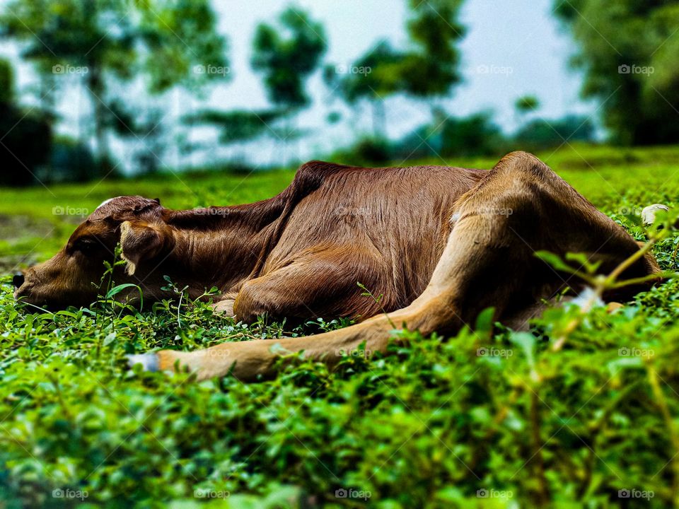 This calf is ours. I took photos of this calf. Calf survival is very beautiful. There is a white spot on the forehead. So the animal looks very beautiful.