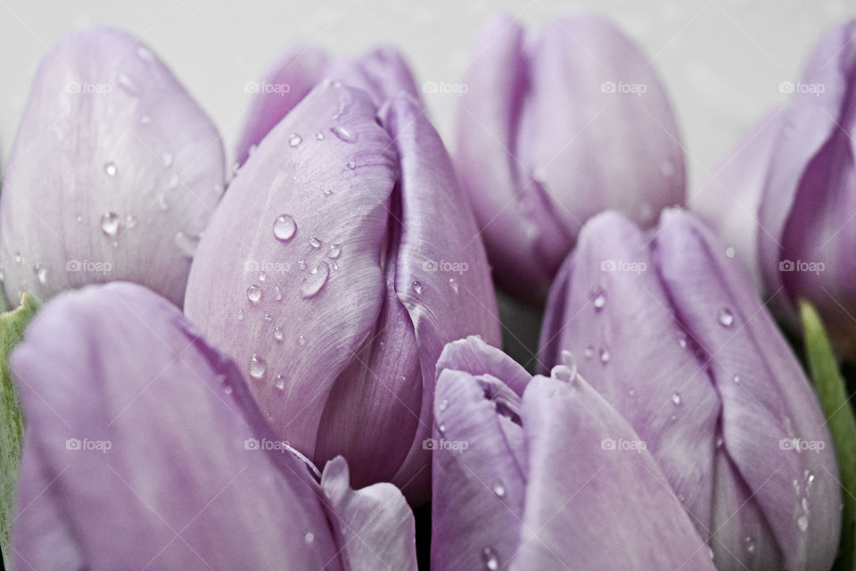 Tulip flower with water drop