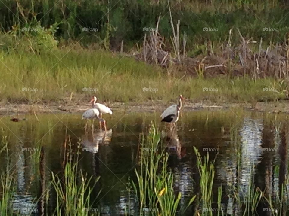 Birds at a swamp