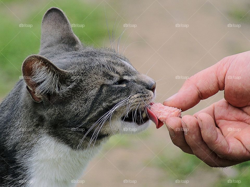 Cat eating from a hand