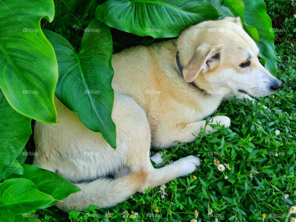 Dog Resting In A Garden
