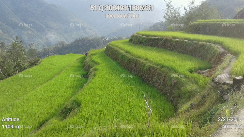 rice terraces ... source of organic grains