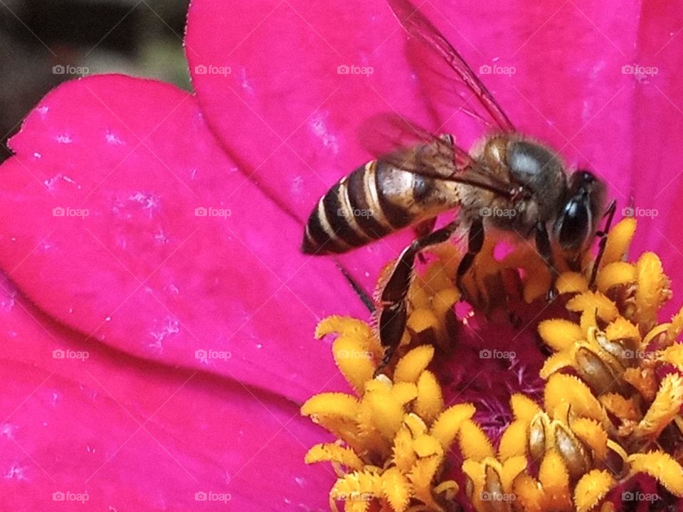 Bee