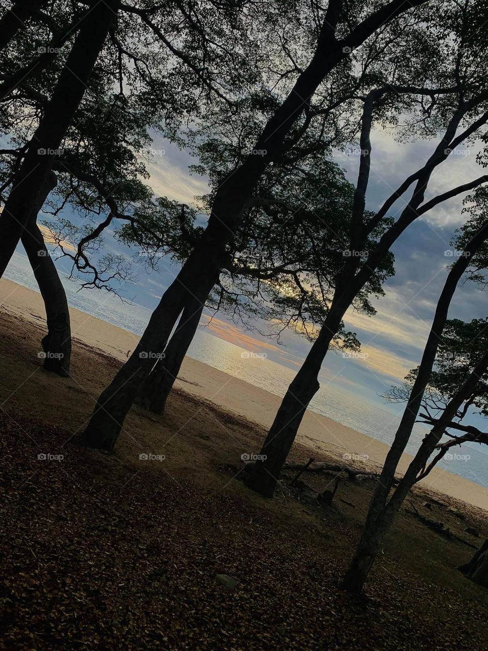 Atardecer en la playa con árboles