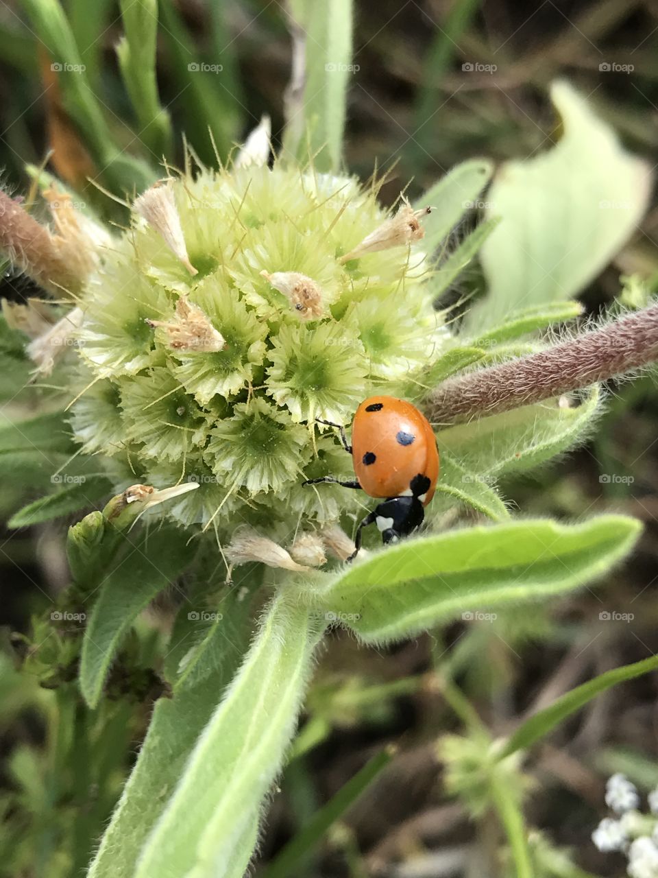 Ladybug , ladybird closeup green background 