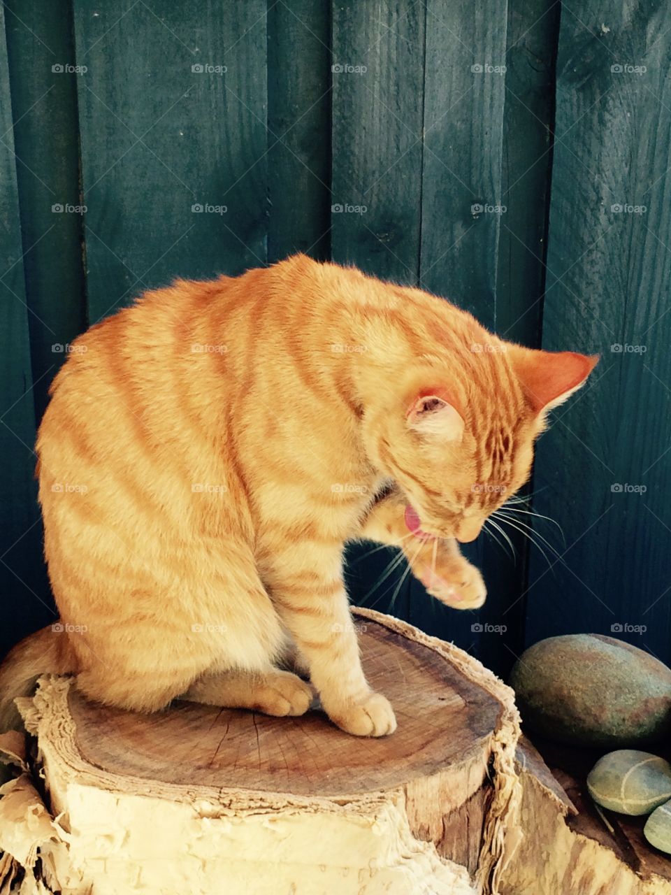 Ginger cat licking clean