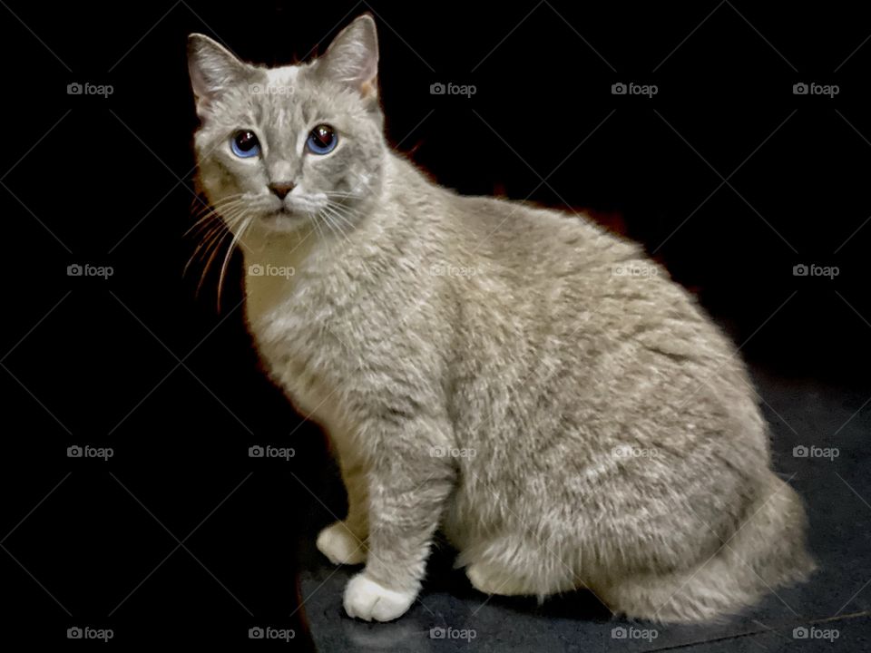 Sweetie (a friend’s cat. Not the best quality image)