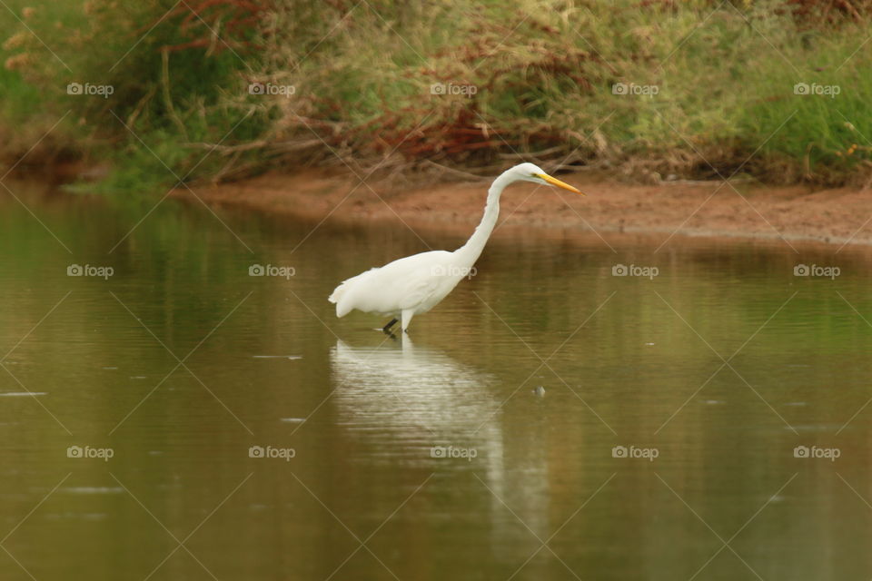 Great Egret 