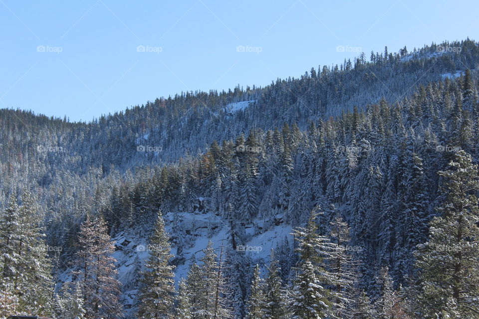 Scenic view of trees during winter