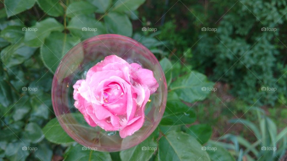 Pink bubble rose