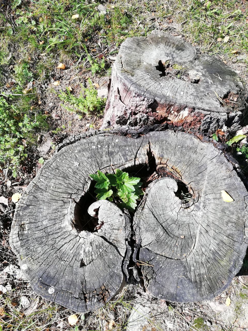 The grains and annual rings are seen on the two rotted stumps. The rotten wood became holey. The dried leaves and needles are in the hole and a green plant is growing there. The grey bark is unfastened, the surface patterned.