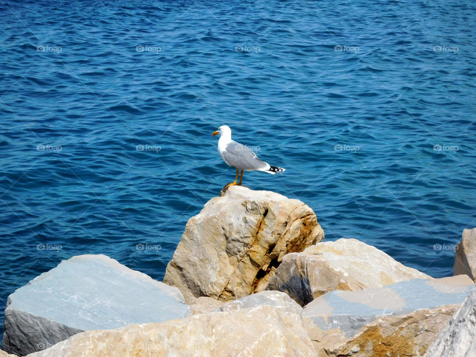 seagull