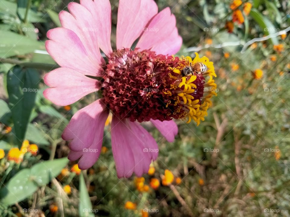 Zinnia elegans known as youth-and-age, common zinnia or elegant zinnia, is an annual flowering plant in the daisy family Asteraceae.