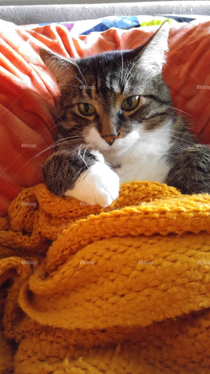 kitty in a blanket 2