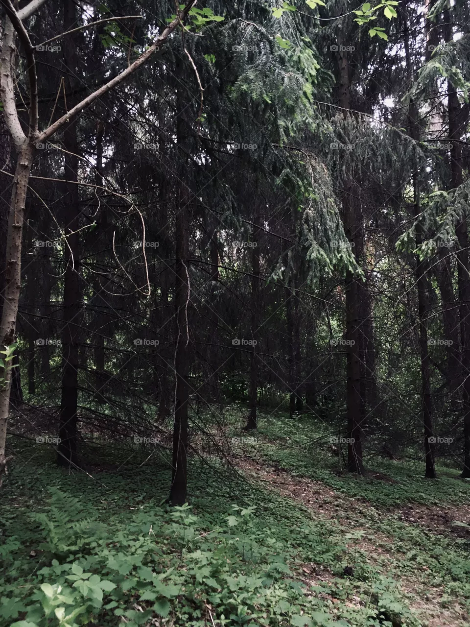 Forest 