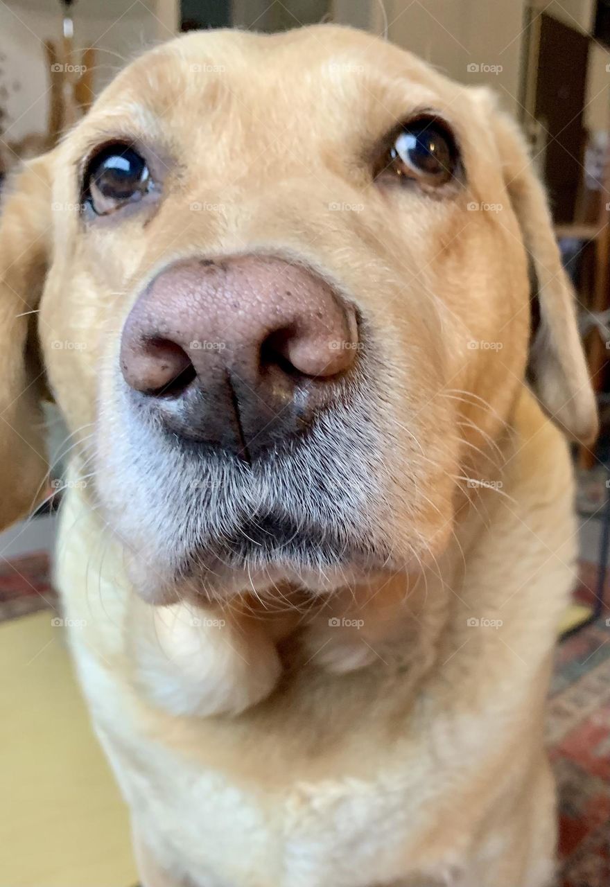 Mobile Series : Animals 