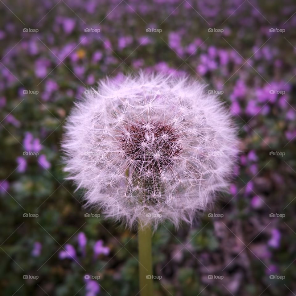 Soft white of a dandelion with purple flowers and spring green grass in the background