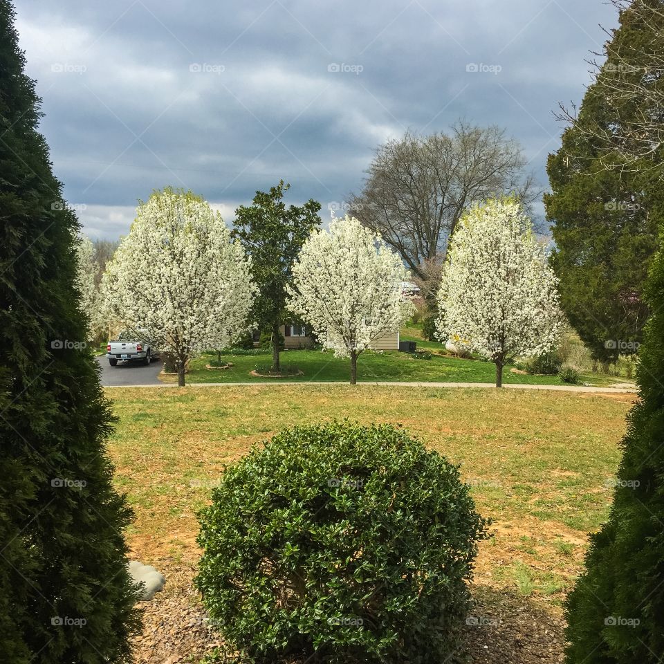 Pear tree blossoms