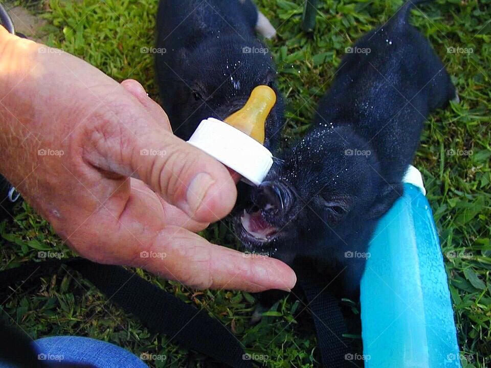 Precious little black piglets trying to drink from a bottle. 