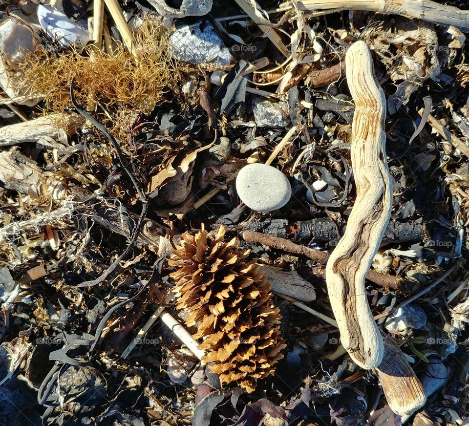 algen Strand strandgut treibholz