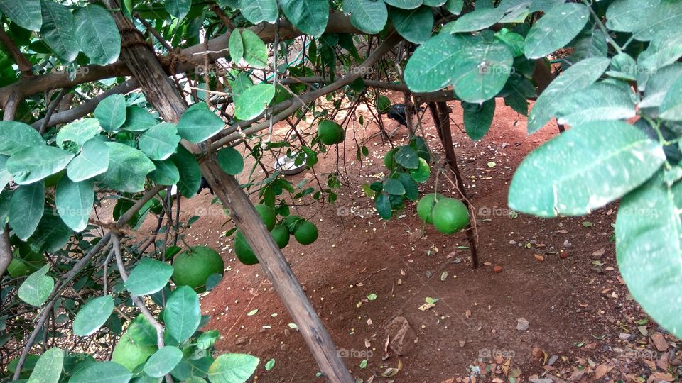 hanging the limsey fruits