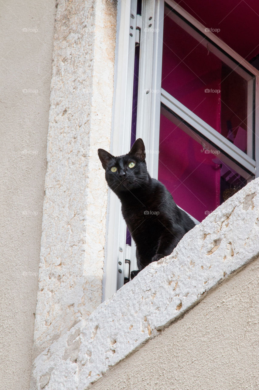 Black cat in the window 