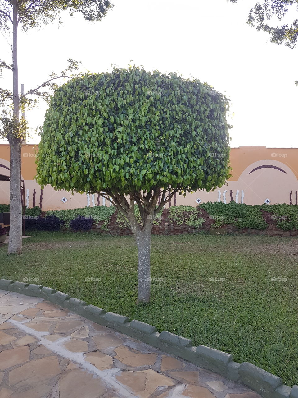 A shaped tree