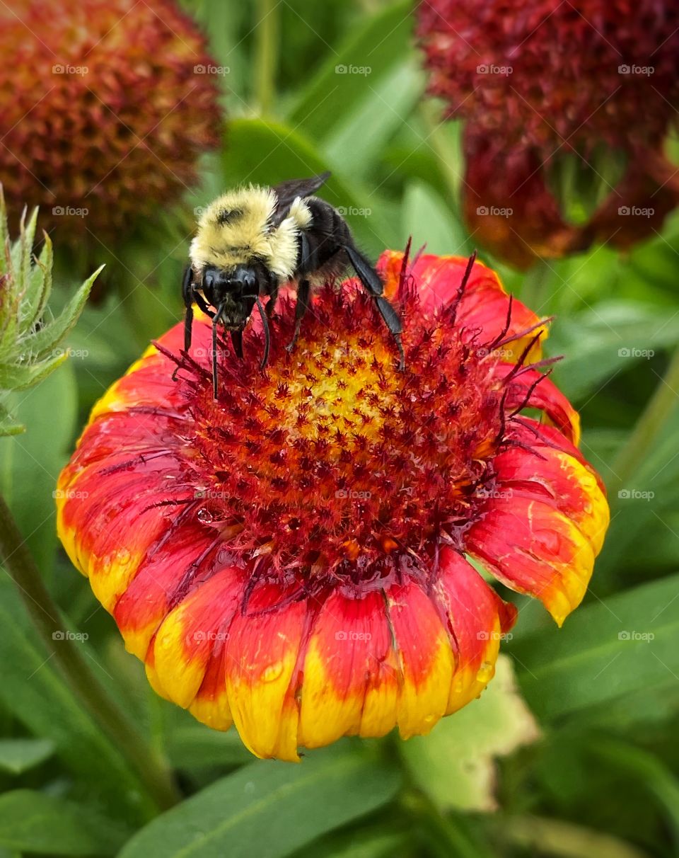 Bee on flower