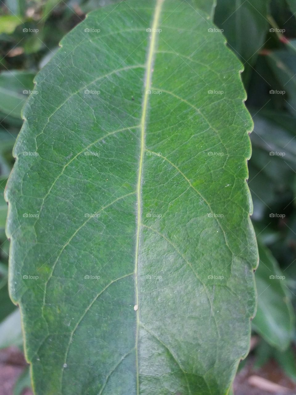 Leaf, Flora, Nature, Growth, No Person