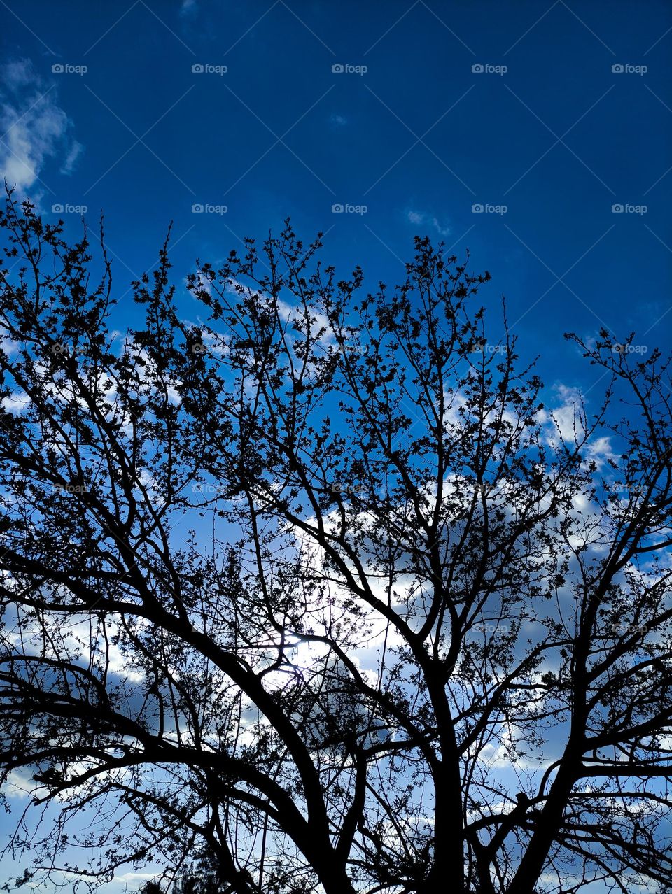 tree with the sky