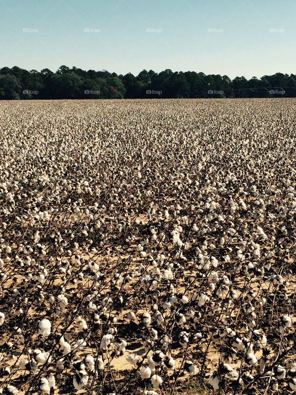 A huge field of a crop of cotton in the south of Georgia. 