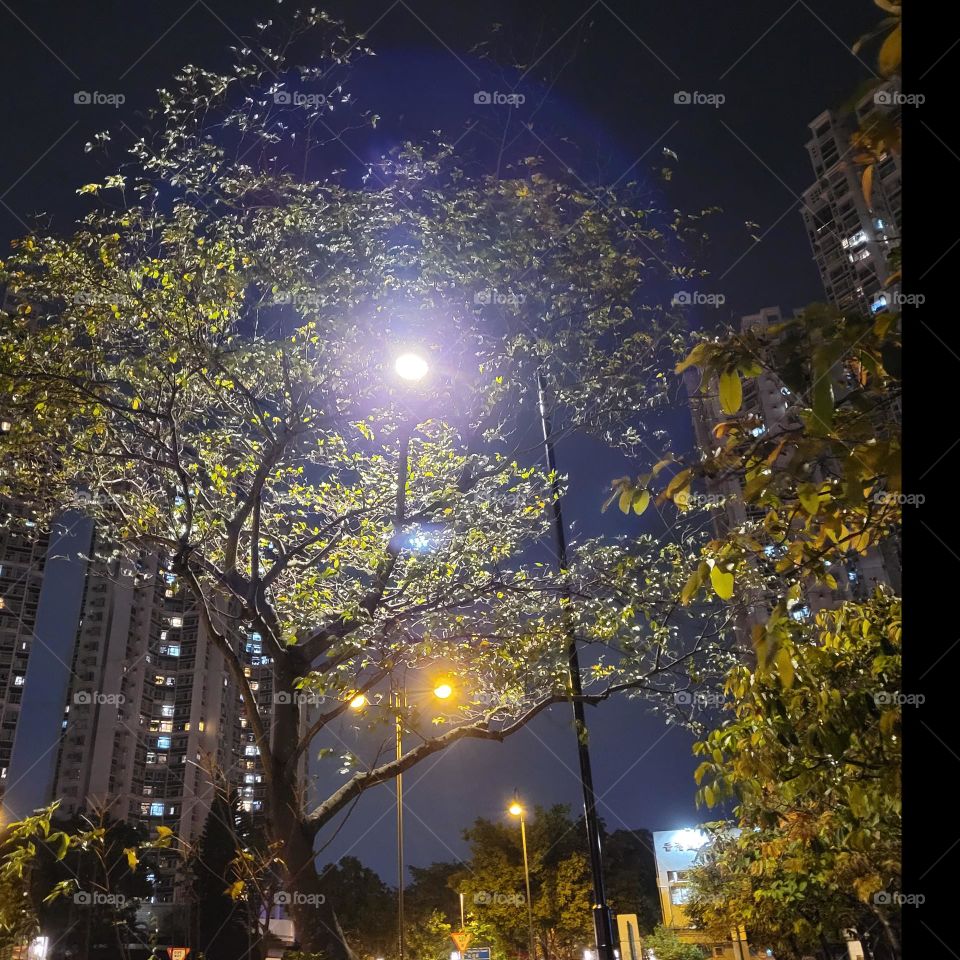 Tree at night at Hong Kong