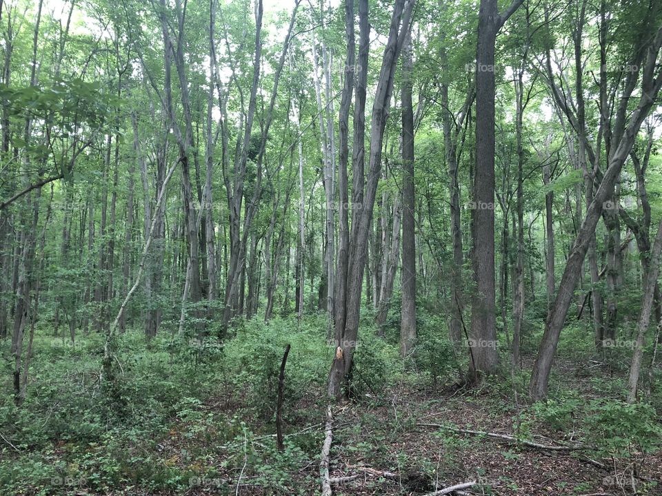 Woods nature