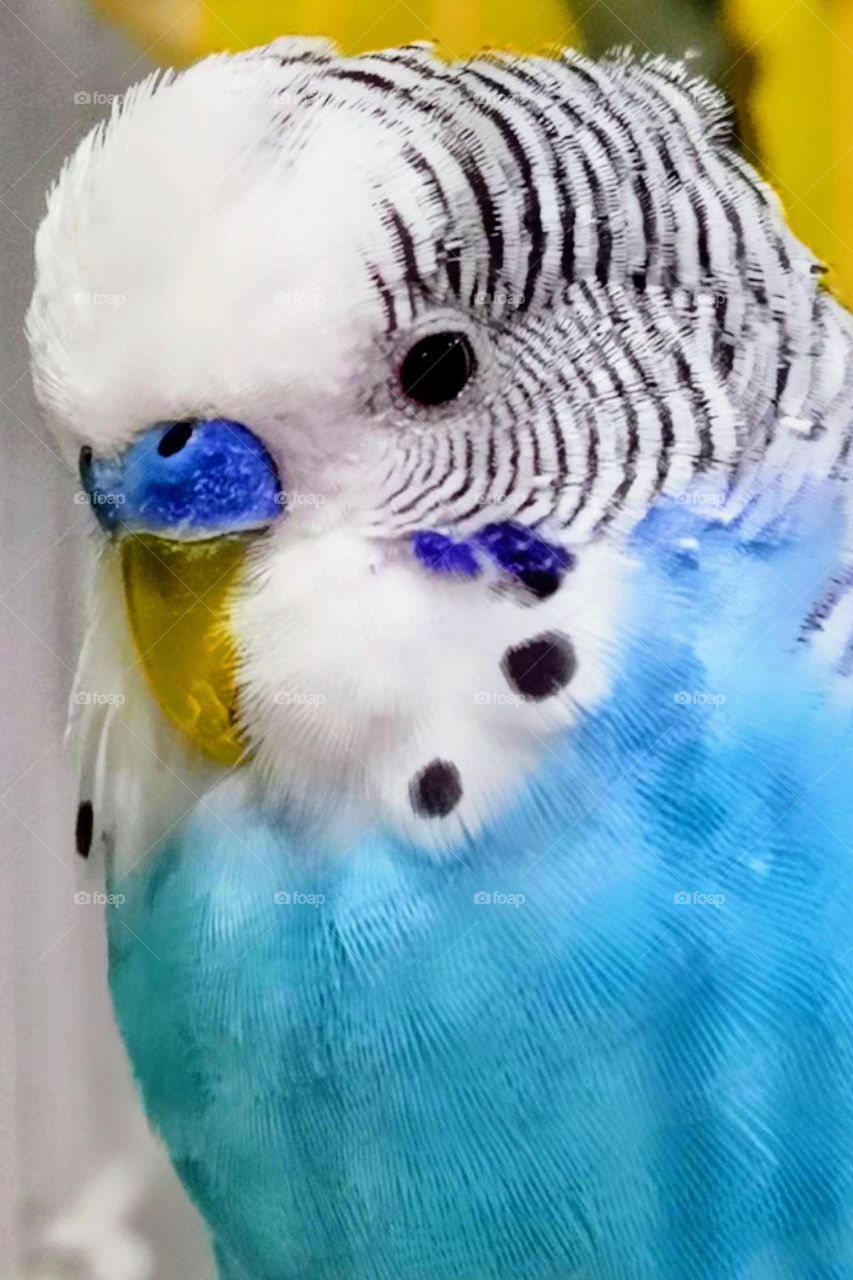 Blue parakeet