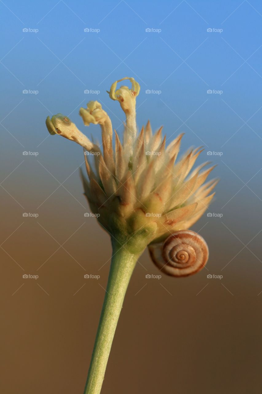 Snail 
