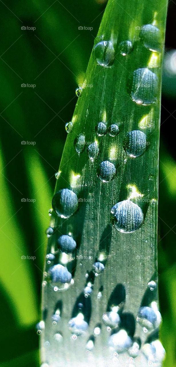 Close up view of Green leaves plant with water drops like natural candle.