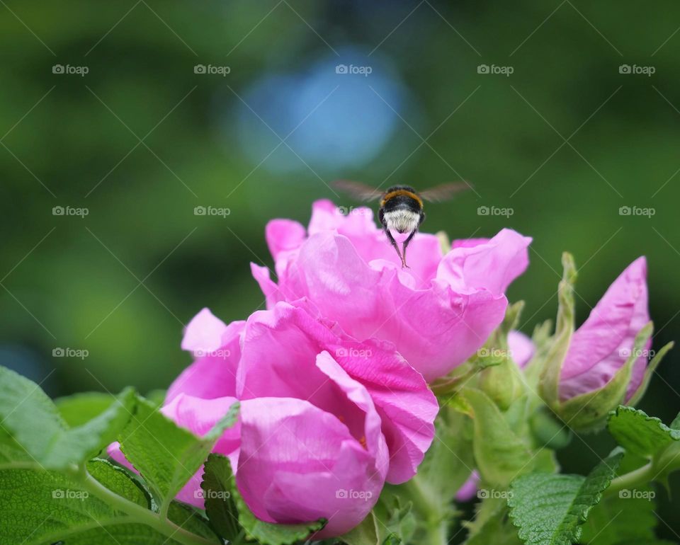 Bumblebee searching for nectar on rosehip blossoms