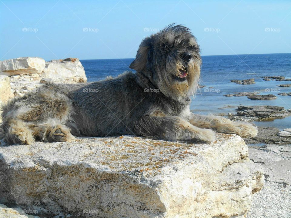 Sea, Nature, Beach, Dog, Water