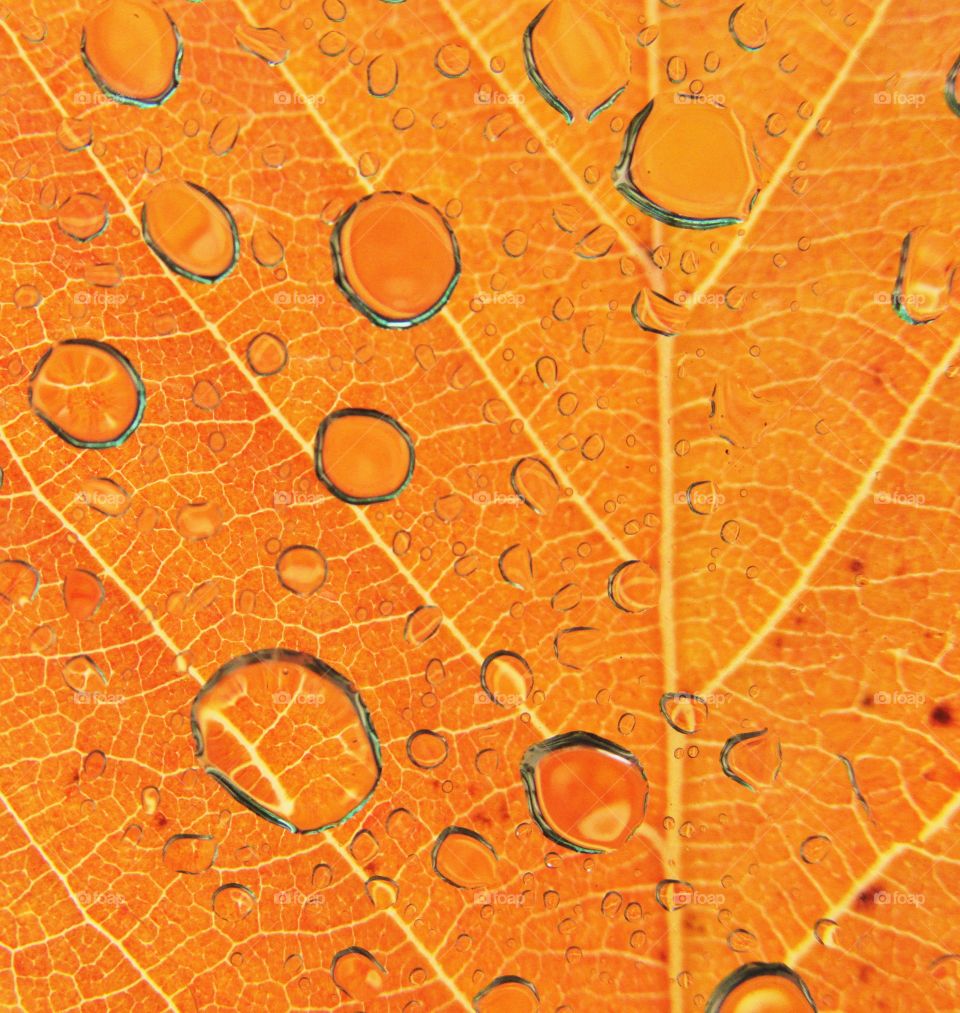 Wet autumn leaf
