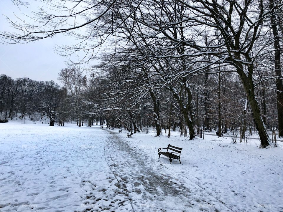 Winter in park
